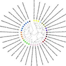 Image result for Equilabium petiolare