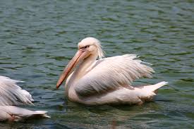 Fotograf Kus Kanat Pelikan Seabird Vahsi Hayat Gaga Fauna Omurgali Dev Su Kusu Balik Yiyen Pelekaniformes El Ilani Buyuk Musluk Goldeki Pelikanlar Yuzuyor 5760x3840 654539 Ucretsiz Resimler Pxhere