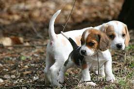 Exploring Beagle Pups This Photo Of Two 6 Week Old Beagle Puppies Was Taken In April 2013 In Pomfret Connecticut The D Beagle Puppy Cute Beagles Beagle Dog
