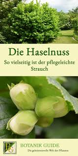 Die Haselnuss Vielseitig Und Pflegeleicht Straucher Garten Haselnuss Pflanzen Und Pflegeleichte Straucher