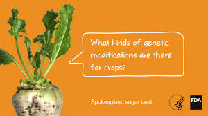 Genetically modified definition at dictionary.com, a free online dictionary with pronunciation, synonyms and translation. Science And History Of Gmos And Other Food Modification Processes Fda