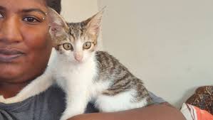 Vaccinated and dewormed puppies in Olean NY