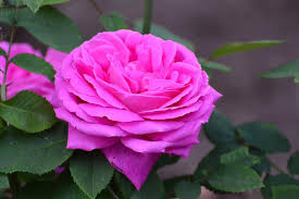 Download and use 3,000+ heart images for free. Pink Rose Rose Flower Love Romantic Nature Blossom Garden Pikist