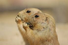 We did not find results for: 10 Adorable Prairie Dog Facts That Will Steal Your Heart