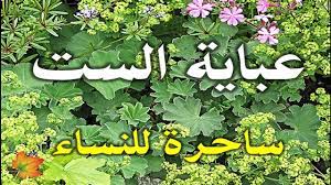 فوائد عشبة عباية الست للتضييق وعلاج التهاب المبيض herbs plants youtube