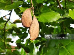 Image result for Millettia