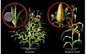 Maize (/ m eɪ z / mayz; Wild Grass Became Maize Crop More Than 8 700 Years Ago Nsf National Science Foundation