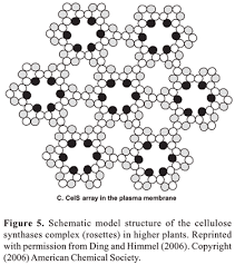 Maybe you would like to learn more about one of these? Scielo Brasil Structure Organization And Functions Of Cellulose Synthase Complexes In Higher Plants Structure Organization And Functions Of Cellulose Synthase Complexes In Higher Plants