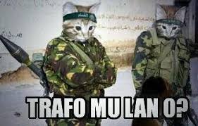 Trafodaki Kedi Caps Leri Galeri Sozcu Gazetesi Komik Kedi Resimleri Kedi Esprileri Komik Hayvanlar