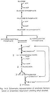 Fermentation pathway in a plant cell. Anaerobic Respiration In Plants