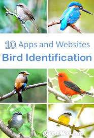10 Apps Websites For Bird Identification Bird Identification Bird Backyard Birds