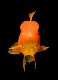 At our site you can download mobile live wallpapers for any phone or tablet absolutely free of charge. Fish Wallpapers Free Hd Download 500 Hq Unsplash