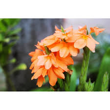 Image result for Crossandra mucronata