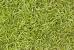 Couch Grass Identification