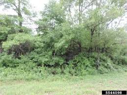We did not find results for: Meet A Tree The Sawtooth Oak Quercus Acutissima Sawtooth Oak Plants