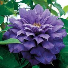 We did not find results for: Franziska Marie Clematis Plant Purple Repeat Bloom Blooms In Early Summer Early Fall Full Sun Zones 4 9 6 7 Tal Clematis Plants Flowering Vines Clematis