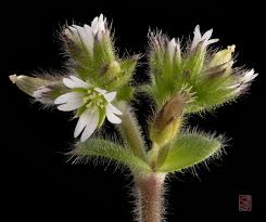 Image result for Cerastium glomeratum