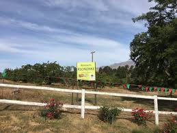 Cherries And Pick Your Own At Klondyke Cherry Farm