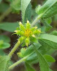 Image result for Acanthospermum