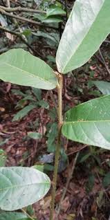 Image result for Antiaris