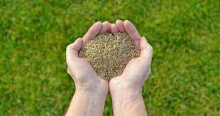 Caring for a new lawn. When To Plant Tall Fescue Grass Seed