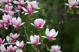 Spring Magnolia Flowers Photo