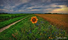 Groninger Landschap With Sunflower Groningen The Netherlands Europe Sunflower Wallpaper Backgrounds Desktop Sunflower
