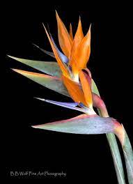 Bird Of Paradise Strelitzia Family Strelitziaceae Amazing Flowers Unique Flowers Rare Orchids