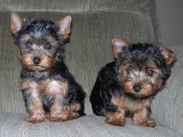 Find puppies and breeders in your area and helpful information. Akc Teacup Yorkie Puppies For Sale In Sacramento California Classified Americanlisted Com