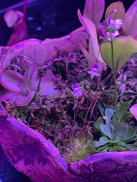 They emit electromagnetic radiation that simulates the sun and is better suited for photosynthesis. Led Plant Lighting Icps