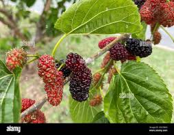 Image result for Moraceae