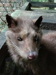 Hygienic food is available in local eateries as well as expensive restaurants. Luwak Coffee World S Costliest Coffee Shoestring Travel Travel Blog For Travel Tips On Budget