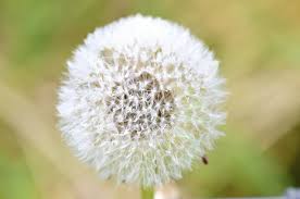Cacti produce flowers to reproduce sexually. Asexual Reproduction In Plants Biology Wise