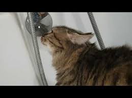 Musluktan Su Icen Sevimli Kedi Youtube In 2020 Funny Cats Funny Cat Videos Cats