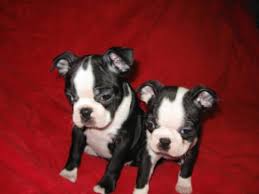 Female red boston terrier puppy, she is akc registered, she has had her dew claws removed, parents are health tested clear for jhc and dm. Boston Terrier Puppies For Sale For Sale In Asheboro North Carolina Classified Americanlisted Com