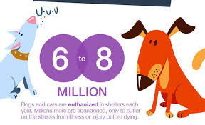 Why are there so many endangered animals these days? Animal Cruelty Infographic From Instant Checkmate