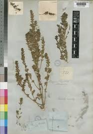 Image result for Limnophila ceratophylloides