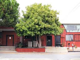 Our cold hardy avocado tree lives up to its name, producing up to 50 lbs. Reuse With Article