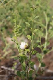 Image result for Capparis fascicularis