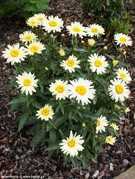 Leucanthemum x superbum 'broadway lights'. Leucanthemum Broadway Lights Havlis Cz