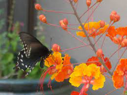 Orange flowers that grow in arizona. Plants Bush With Red Orange And Yellow Flowers In Arizona Red Bird Of Paradise Caesalpinia Pulcherrima Planting Flowers Plants Plant Texture