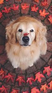 Super Cute Pet Dog Mobile Wallpaper Dog Phone Wallpaper Pet Dog In 2020 Cute Baby Dogs Cute Puppy Wallpaper Super Cute Puppies