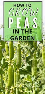 Growing Peas Everything You Need To Know Homesteading Where You Are Growing Peas Grow Peas Pea Plant