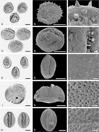 Hisarcik, emet, dagardi, saphane and simav. The Middle Miocene Palynofloras Of The Salihpasalar Lignite Mine Yatagan Basin Southwest Anatolia Environmental Characterisation And Comparison With Palynofloras From Adjacent Basins Springerlink
