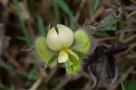 Image result for Crotalaria prolongata