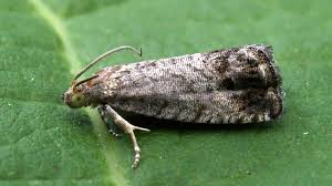 Image result for Cydia splendana