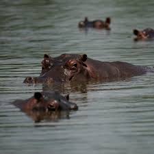 Por que a Colômbia quer sacrificar 80 hipopótamos de Pablo Escobar?