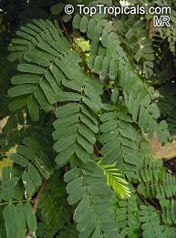 Image result for Tamarindus indica
