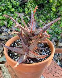 Image result for Aloe cannellii