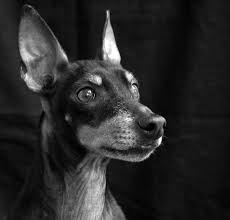 Manchester Terrier Dog Breed Information Pictures